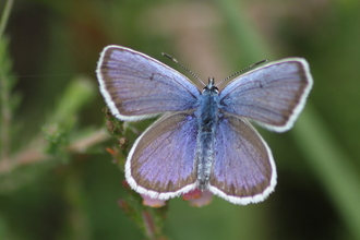 A silver-studded blue butterfly resting on a piece of heather. 