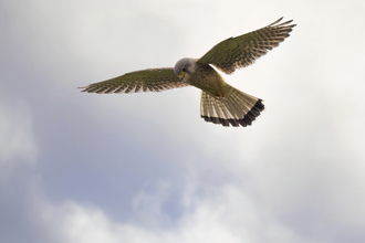 A kestrel hovering against a cloudy sky