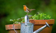 Robin sat on a watering can