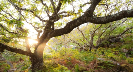 Atlantic oak wood, Achduart, Sutherland, Scotland