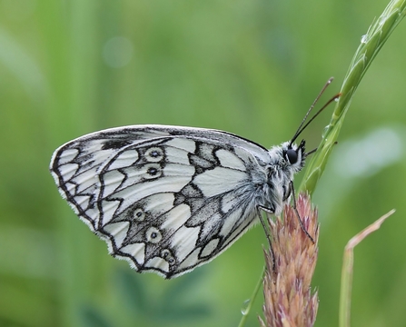 Marbled white butterfly, Credit - Silvia Cojocaru