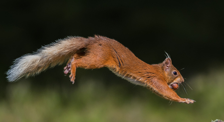 Red squirrel jumping with nut in its mouth