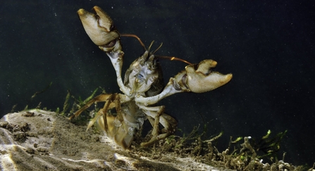 White-clawed crayfish (Austropotamobius pallipes) © Linda Pitkin/2020VISION