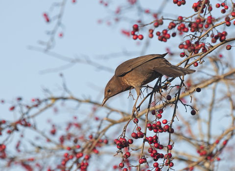 A female blackbird on a hawthorn tree with berries