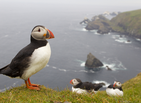 Puffins on cliff top The Wildlife Trusts