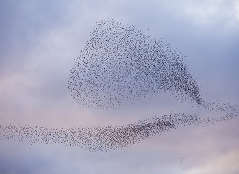 A murmuration of starlings coming in to roost, The Wildlife Trusts 