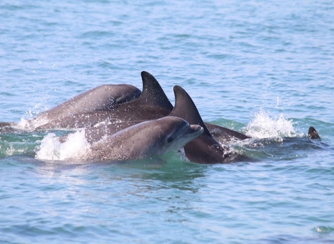 Cardigan Bay bottlenose dolphins - credit Sarah Perry