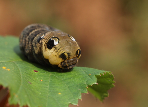 An elephant hawk-moth caterpillar's face, showing the large fake eye spots that confuse would-be predators
