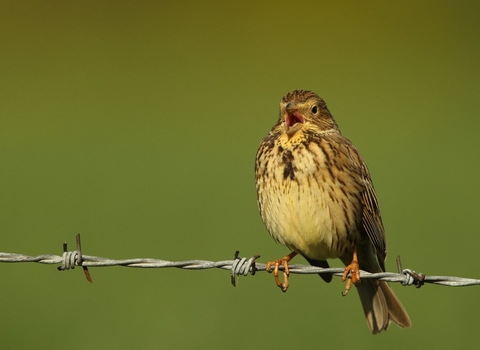 A corn bunting sits on barbed wire singing