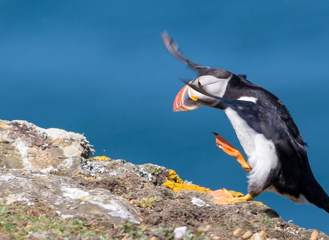 Puffin doing a funny dance
