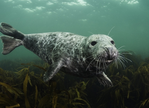 A young female grey seal (Halichoerus grypus) swims over kelp. Photographed in July. Farne Islands, Northumberland, England, British Isles. North Sea - 