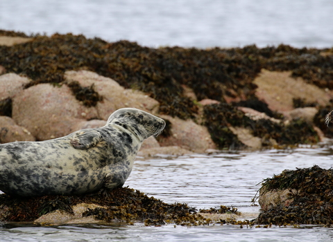 Two seals basking on rocks