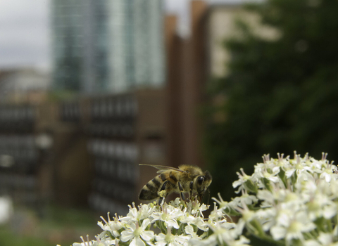 A bee sat on a white flower with a cityscape in the background