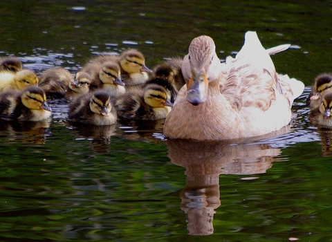 Mallard with ducklings