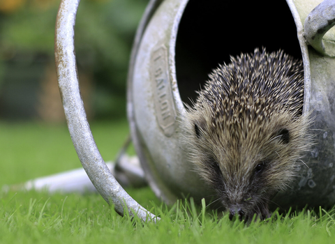 A hedgehog crawling out of a metal watering can which is on some green grass
