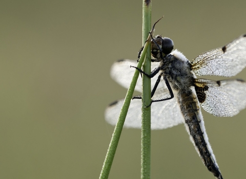 Dragonfly sat on a blade of grass
