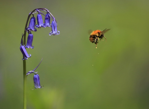 tree bumblebee and a bluebell