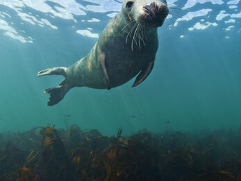 Grey seal underwater