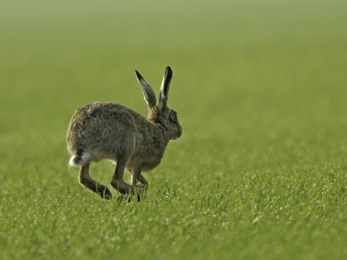 Brown hare