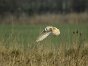 Barn owl