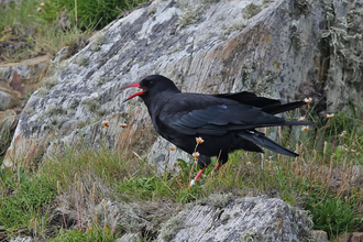 Chough