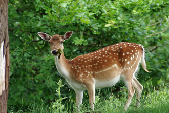 Fallow deer