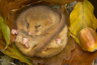 Hazel dormouse