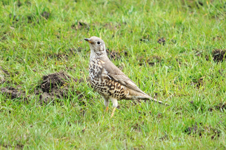 Mistle thrush