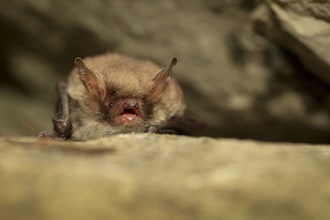 Natterer's bat