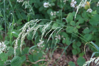 False Oat-grass