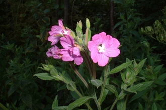 Great Willowherb