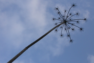 Hogweed