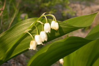 Lily-of-the-valley