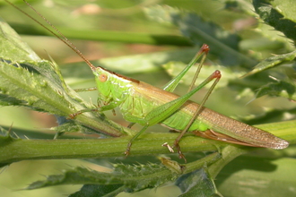 Long-winged Conehead