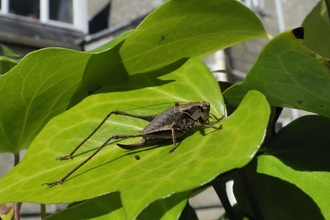 Dark bush-cricket