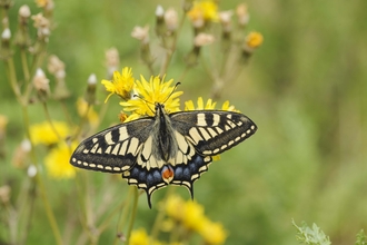 Swallowtail Butterfly