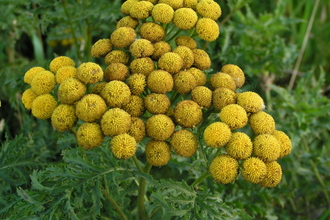 Tansy