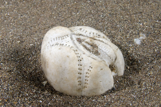 Sea potato shell