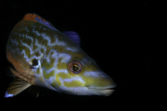 Male cuckoo wrasse