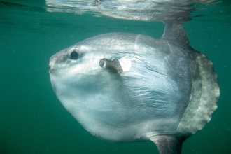 Sunfish