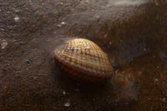 Cockle