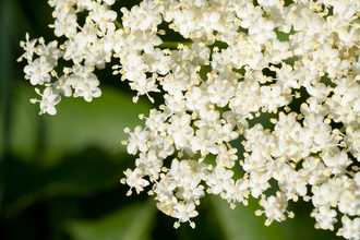 Elderflower (c) Alexandrumagurean