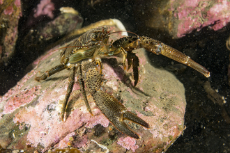 olive squat lobster