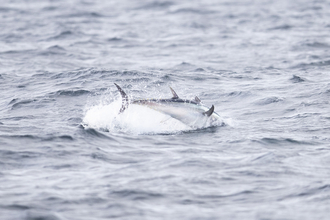 Bluefin tuna