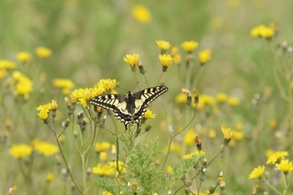 Swallowtail Butterfly