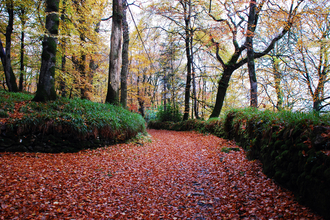 Woodland in autumn with the path covered in fallen red leaves, the Wildlife Trusts