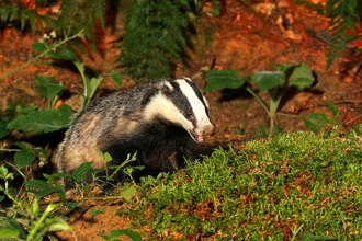 Badger the wildlife trusts