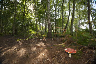 Fly Agaric (c) Neil Aldridge