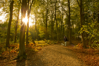 Man walking his dog through an autumn woodland with a low sun shining through the trees, The Wildlife Trusts