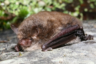 Alcathoe bat